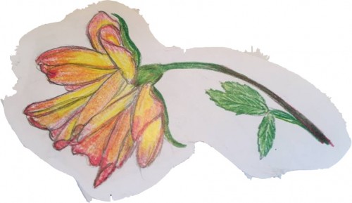 a-rose-sketched