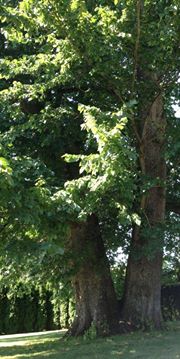 two-trees